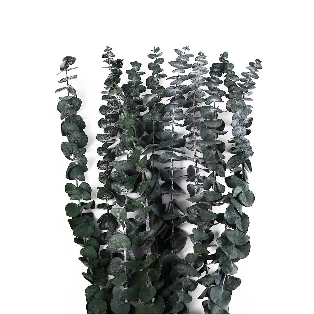 10 Pcs Real Leaves Hanging Dri - Eucalyptus Preserved 评论和价格